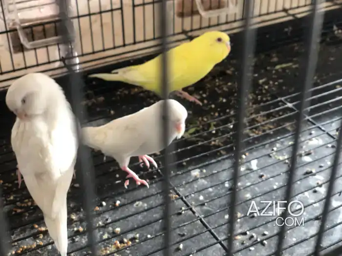 budgie latino et albino in مراكش, MOROCCO | Azifo