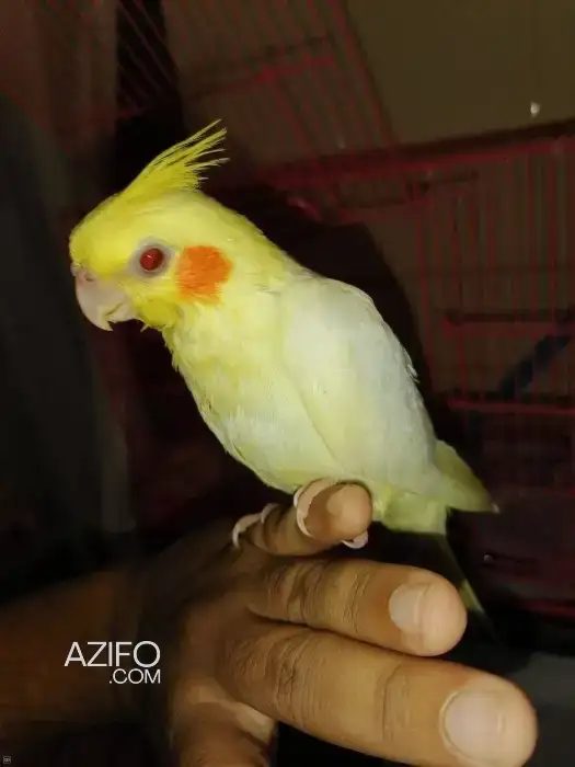 Calopsitte dressé in المحمدية, MOROCCO | Azifo