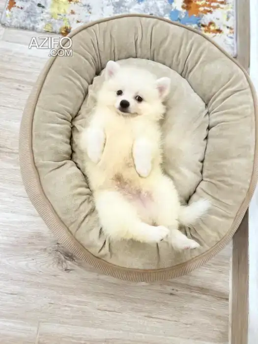 Chien Spitz Poméranien (Loulou de Poméranie) in Casablanca, MOROCCO | Azifo