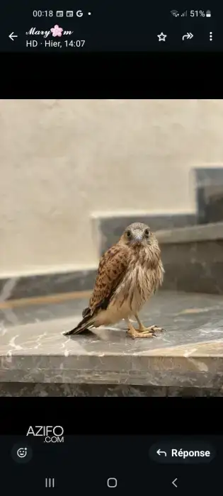 Faucon crecerelle in تمارة, MOROCCO | Azifo