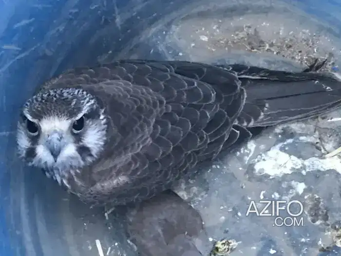 Aigle in Fes, MOROCCO | Azifo