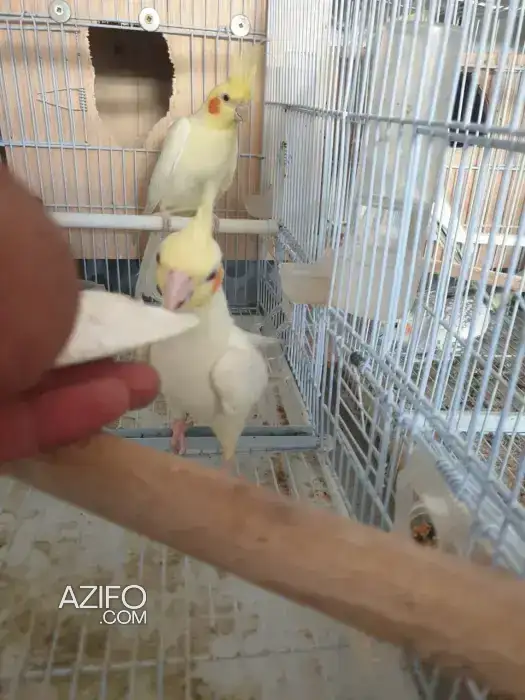 couple callopssite in Casablanca, MOROCCO | Azifo