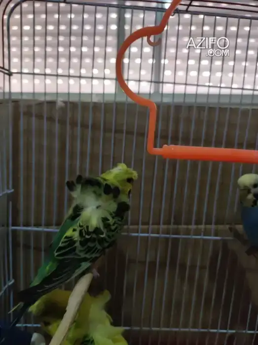 Couple perruche hogo Nadia b cage in Casablanca, MOROCCO | Azifo
