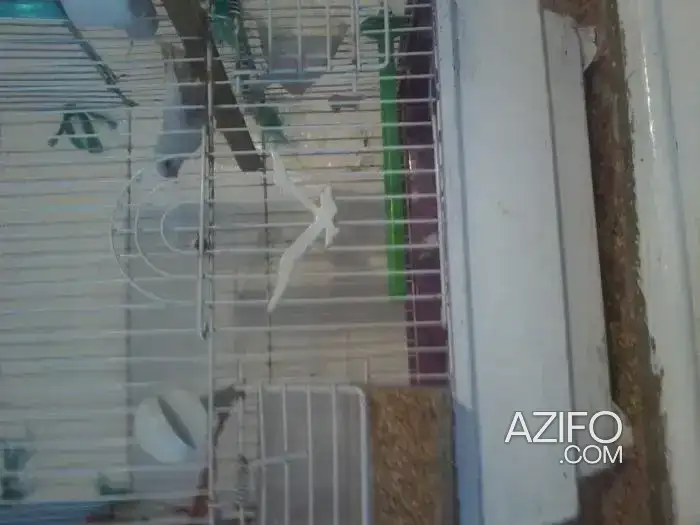 أنثى الزيبرا in Casablanca, MOROCCO | Azifo