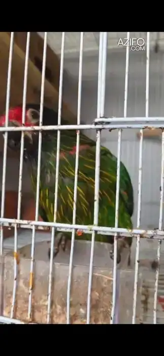 Lori flameche à vendre in Casablanca, MOROCCO | Azifo