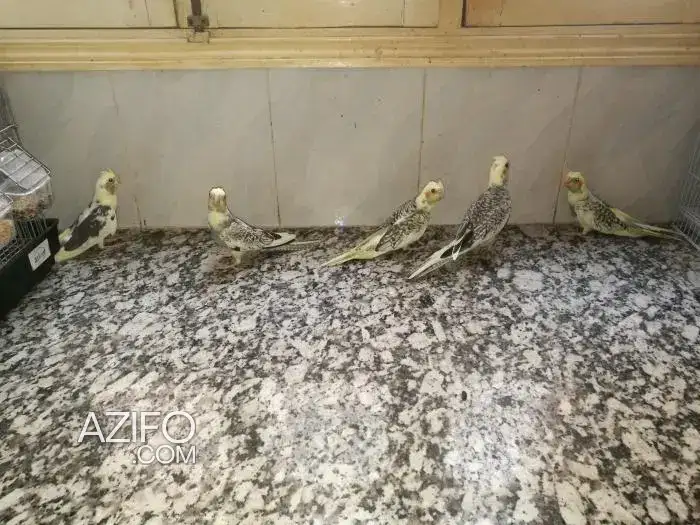 élevage calopsittes in Khouribga, MOROCCO | Azifo