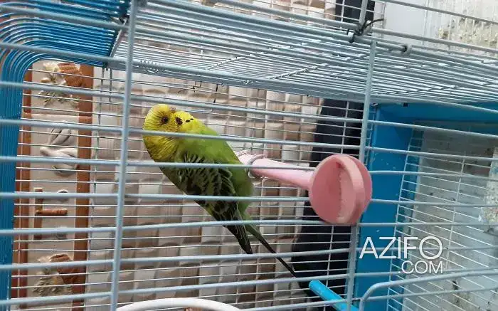 طائر البادجي in سلا, MOROCCO | Azifo