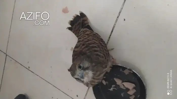 Falcon in Marrakech, MOROCCO | Azifo