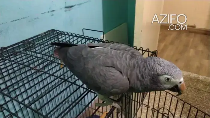 grey parrot timneh (gabon subspecie) with cage in Meknes, MOROCCO | Azifo