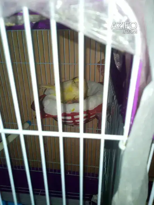 3couple canari avec ses petit canari in Casablanca, MOROCCO | Azifo