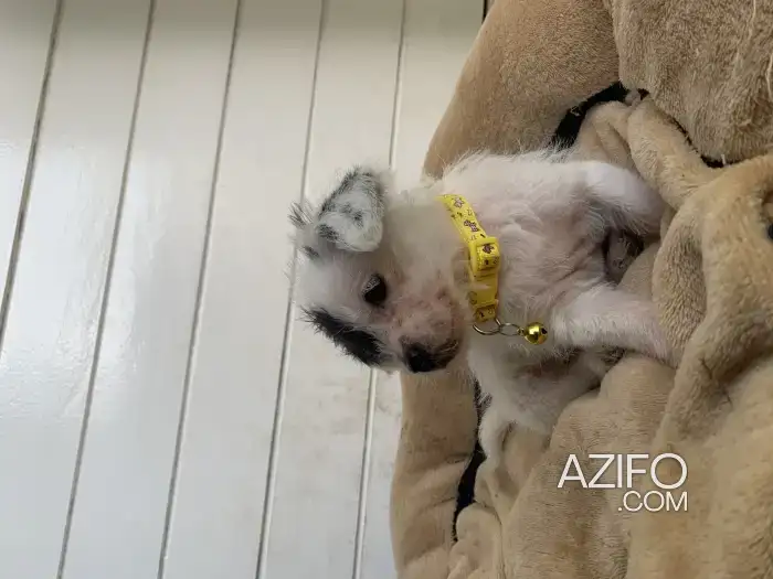 Chiot Femelle Bichon Havanais de 2 mois in Casablanca, MOROCCO | Azifo