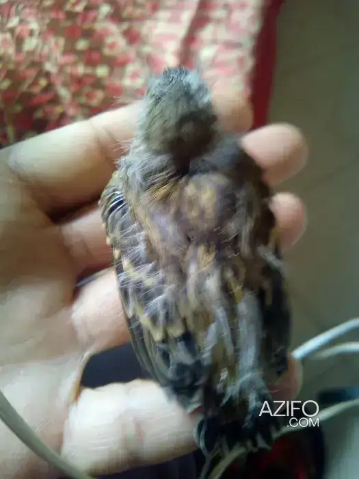 3couple canari avec ses petit canari in Casablanca, MOROCCO | Azifo