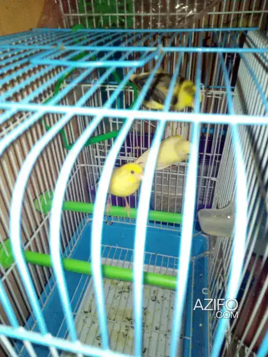Canari oiseau in Casablanca, MOROCCO | Azifo