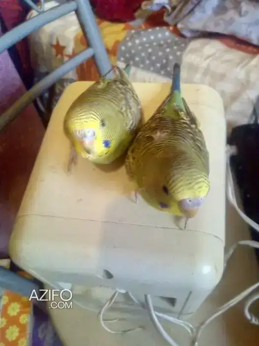 Canari perruche in Casablanca, MOROCCO | Azifo
