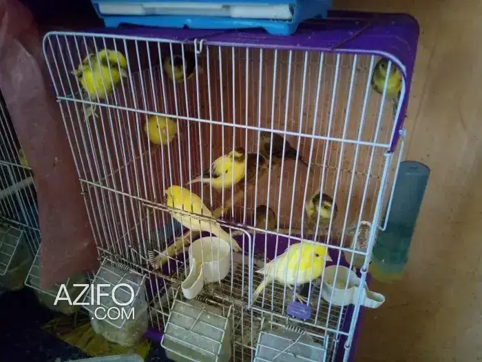 Canari canari 75 in Casablanca, MOROCCO | Azifo