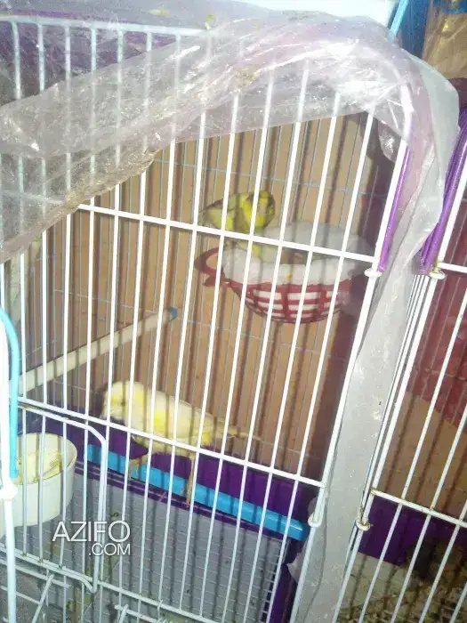 Couple canari in Casablanca, MOROCCO | Azifo