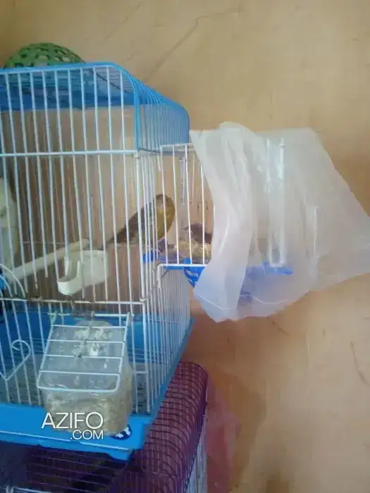 Couple canari vert avec son petit in Casablanca, MOROCCO | Azifo