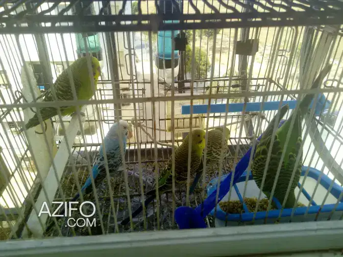 Couple perruche in Casablanca, MOROCCO | Azifo