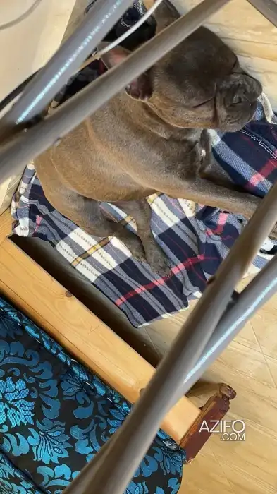 Chiot Bulldog Français de 9 mois in Kénitra, MOROCCO | Azifo