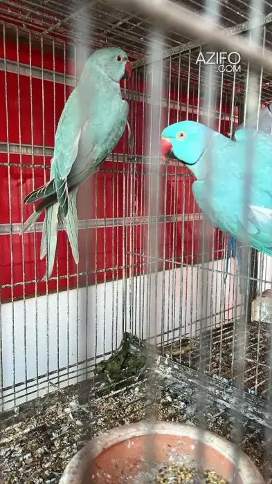 DES GRANDES PERRUCHES à vendre in Rabat, MOROCCO | Azifo