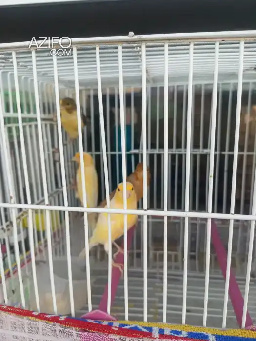 Canaris 2 mâle 2 Femelle à vendre in Rabat, MOROCCO | Azifo