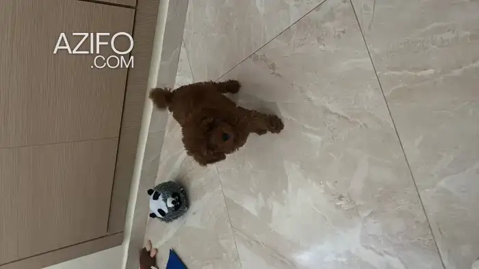 Chiot Caniche Toy / Nain Toy / Miniature de 2 mois in الرباط, MOROCCO | Azifo