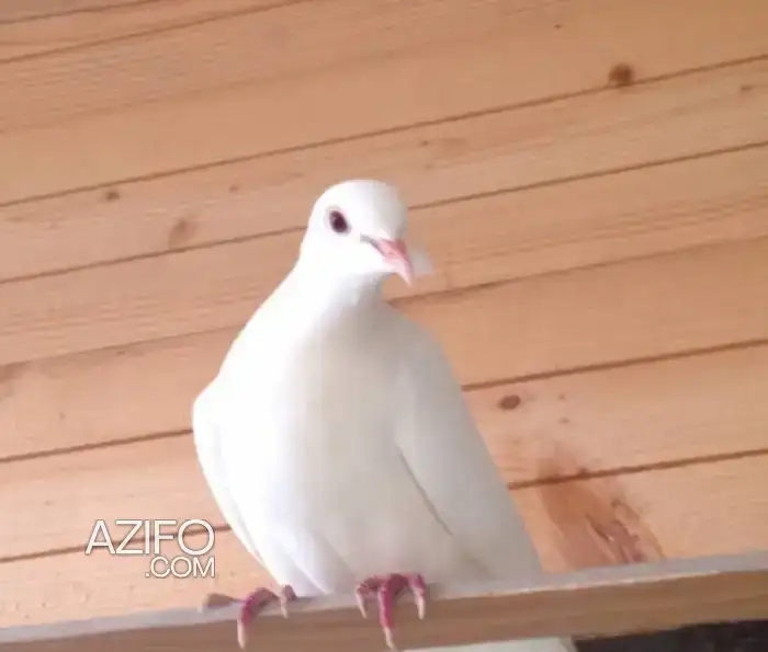 Pigeon colombe in Casablanca, MOROCCO | Azifo