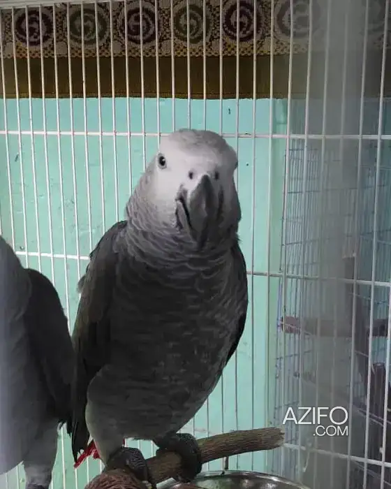 Perroquet du gabon in Berrechid, MOROCCO | Azifo