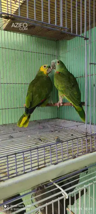 Perroquet amazone in Rabat, MOROCCO | Azifo