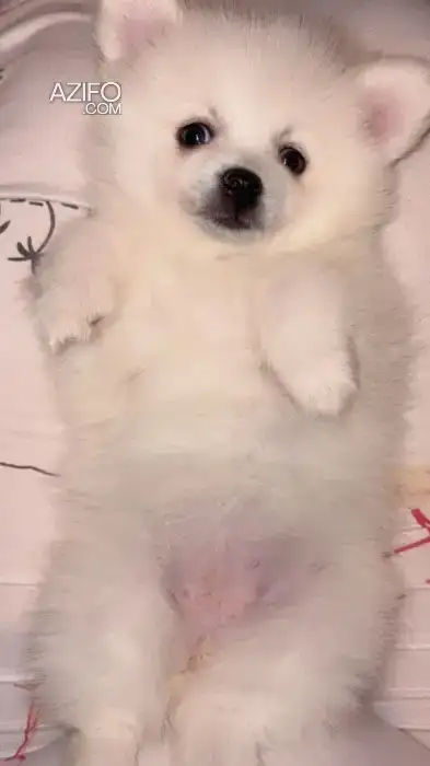 Chien Femelle Spitz in Marrakech, MOROCCO | Azifo