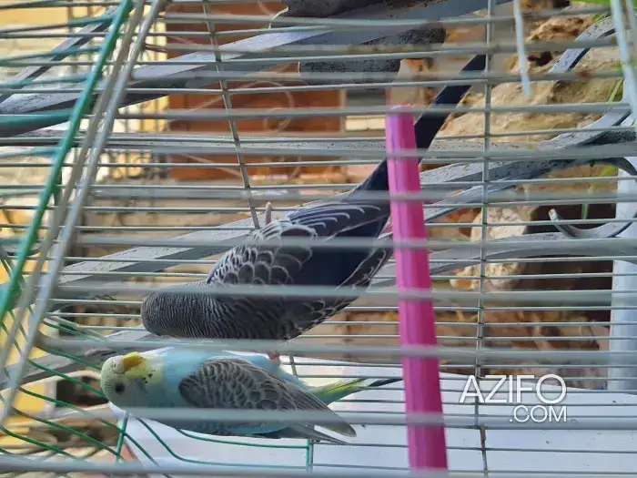 3ndi 2 netwat piruche reprise b wehda b dker piruche marhba in Casablanca, MOROCCO | Azifo