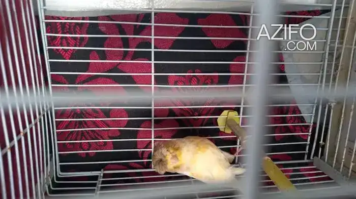Femelle canari in Rabat, MOROCCO | Azifo