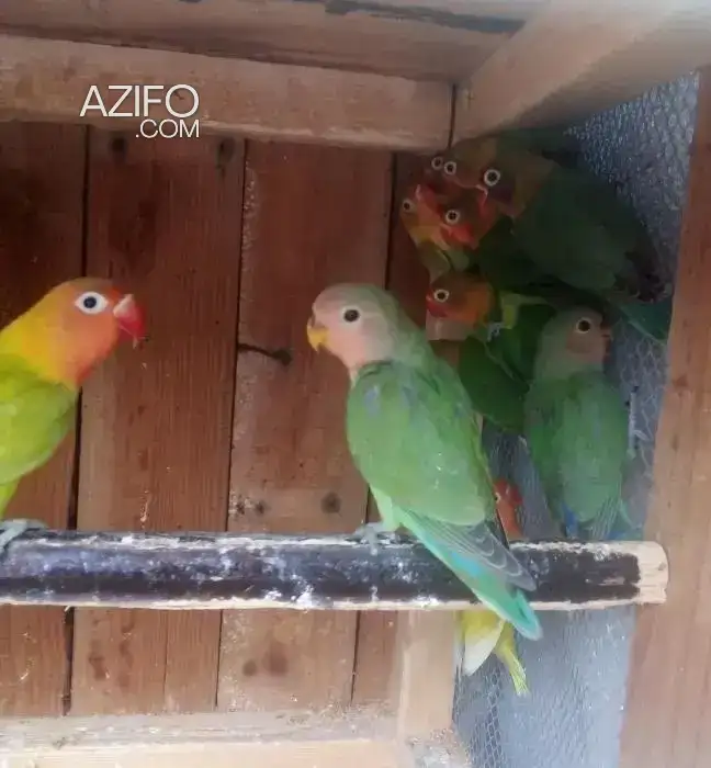 Inseparable fisher in Casablanca, MOROCCO | Azifo