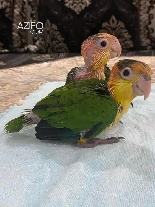 Bébé perroquet Caique tête orange in تمارة, MOROCCO | Azifo