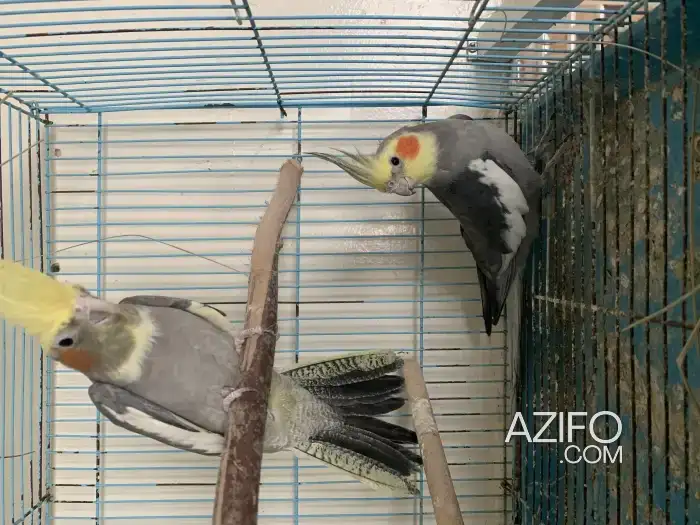 couple calopsitte in Sale, MOROCCO | Azifo