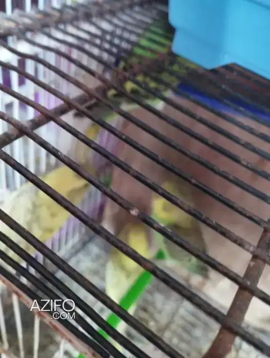 Oiseau perruche in Casablanca, MOROCCO | Azifo
