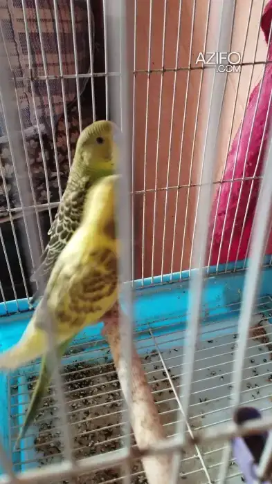 Oiseau couple perruche avec son petit perruche in Casablanca, MOROCCO | Azifo