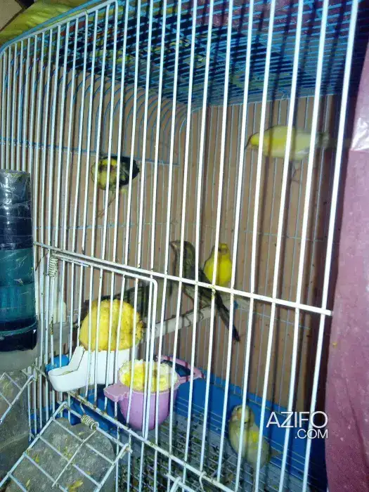 Oiseau canari in Casablanca, MOROCCO | Azifo