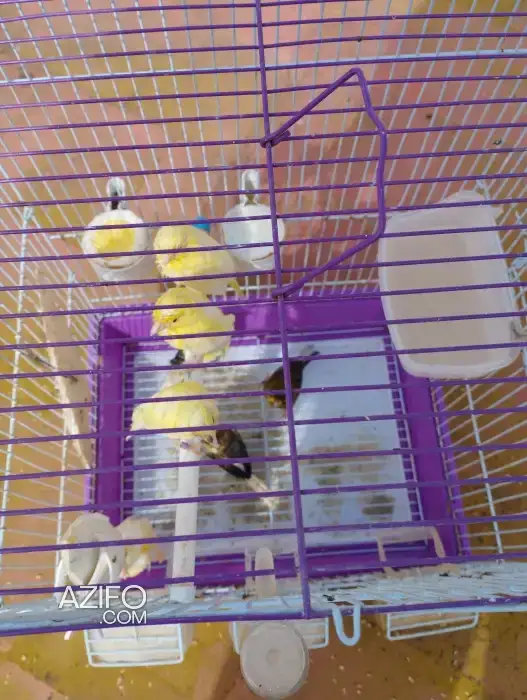 Oiseau couple perruche avec son petit perruche in Casablanca, MOROCCO | Azifo