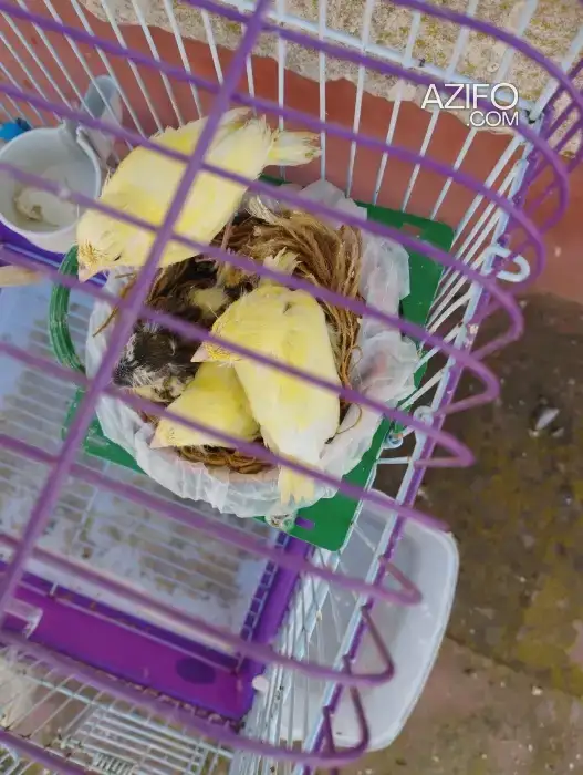 Oiseau perruche et canari jeune in Casablanca, MOROCCO | Azifo