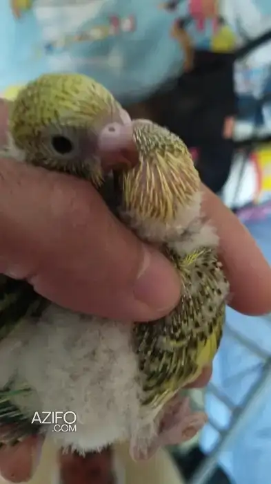 Oiseau perruche et canari jeune in Casablanca, MOROCCO | Azifo