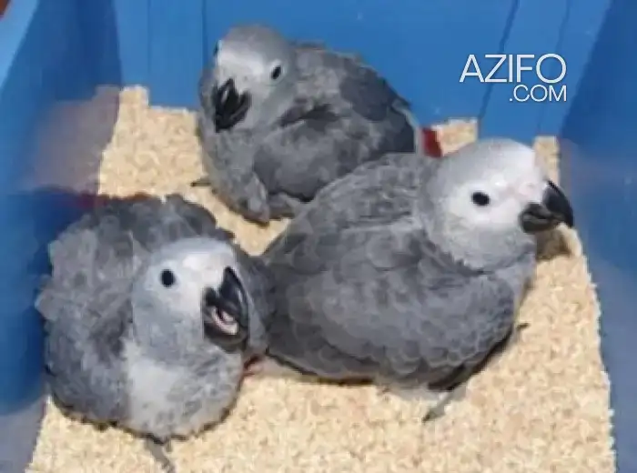 perroquet du gabon in Casablanca, MOROCCO | Azifo