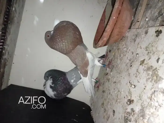 ذكر وأنثى حمام البولوا in Casablanca, MOROCCO | Azifo