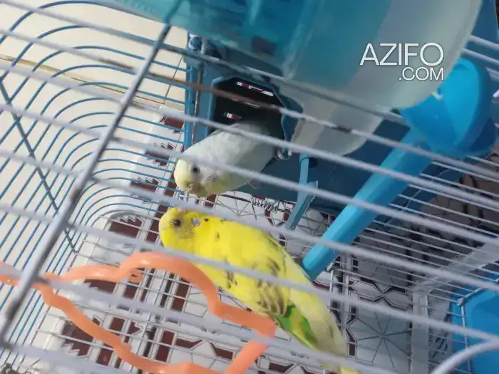 Le melleur Couple de piroche in Casablanca, MOROCCO | Azifo