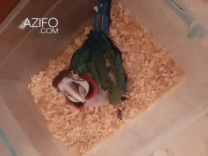 Perroquet macaw in Tetouan, MOROCCO | Azifo