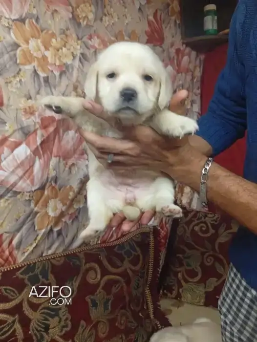 Chien Femelle Labrador Retriever in Casablanca, MOROCCO | Azifo