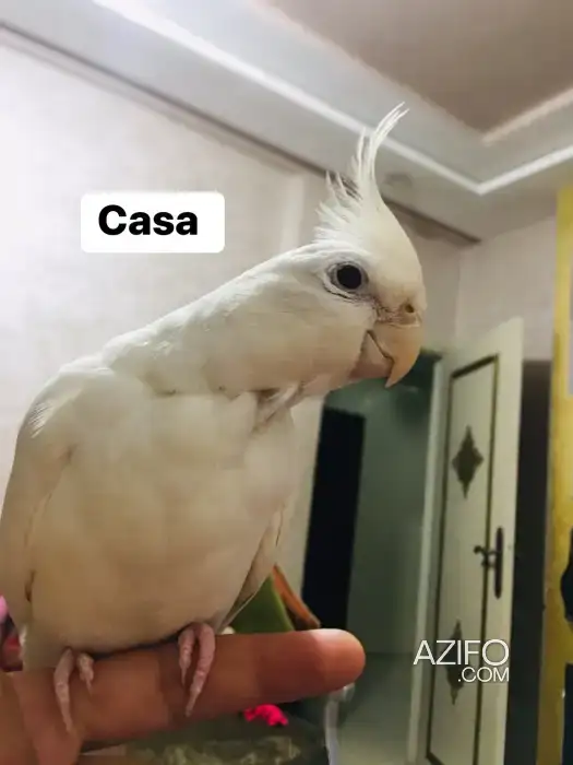 كالوبسيت مدريسي مزيان البينوالدار البيضاء in Casablanca, MOROCCO | Azifo