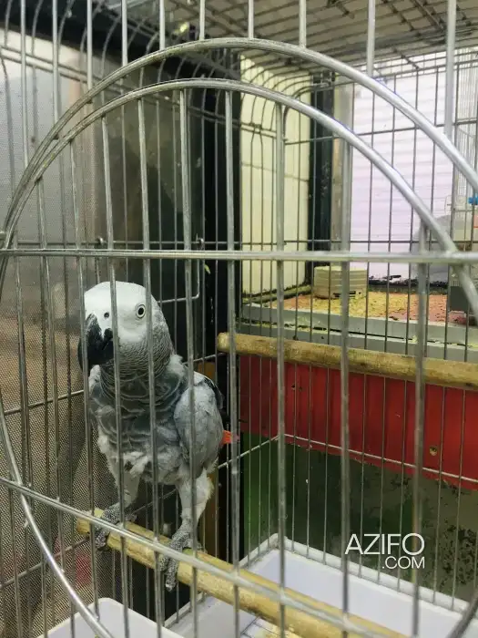 Gabonais mdrisi à Casablanca in Casablanca, MOROCCO | Azifo