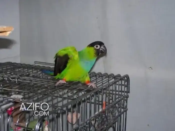 Oiseau dressé in Casablanca, MOROCCO | Azifo