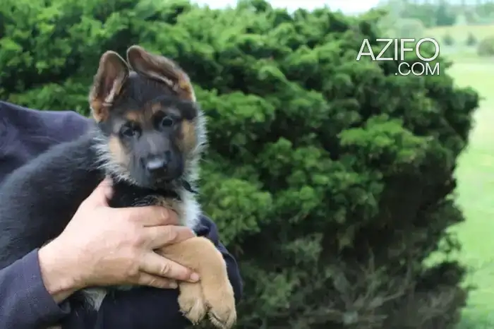 Portée de Chiots Berger Allemand in الرباط, MOROCCO | Azifo